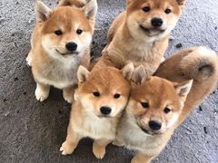 -越美小馆·越南料理(曲江店)
