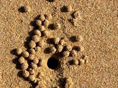 -日照海滨国家森林公园