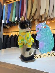 -ChenV西服礼服高级定制(市区养育巷店)