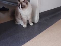 -伟伟宠物医院·瑞派猫友好医院·猫科(光谷店)