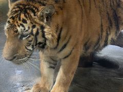-海南热带野生动植物园