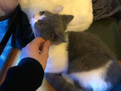 -李小姐の猫咖啡馆(五角场店)