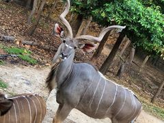 -清迈夜间动物园