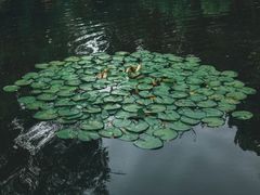 -叶家花园