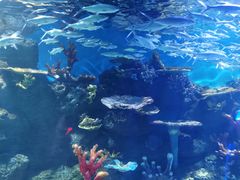 -华夏文旅海洋公园