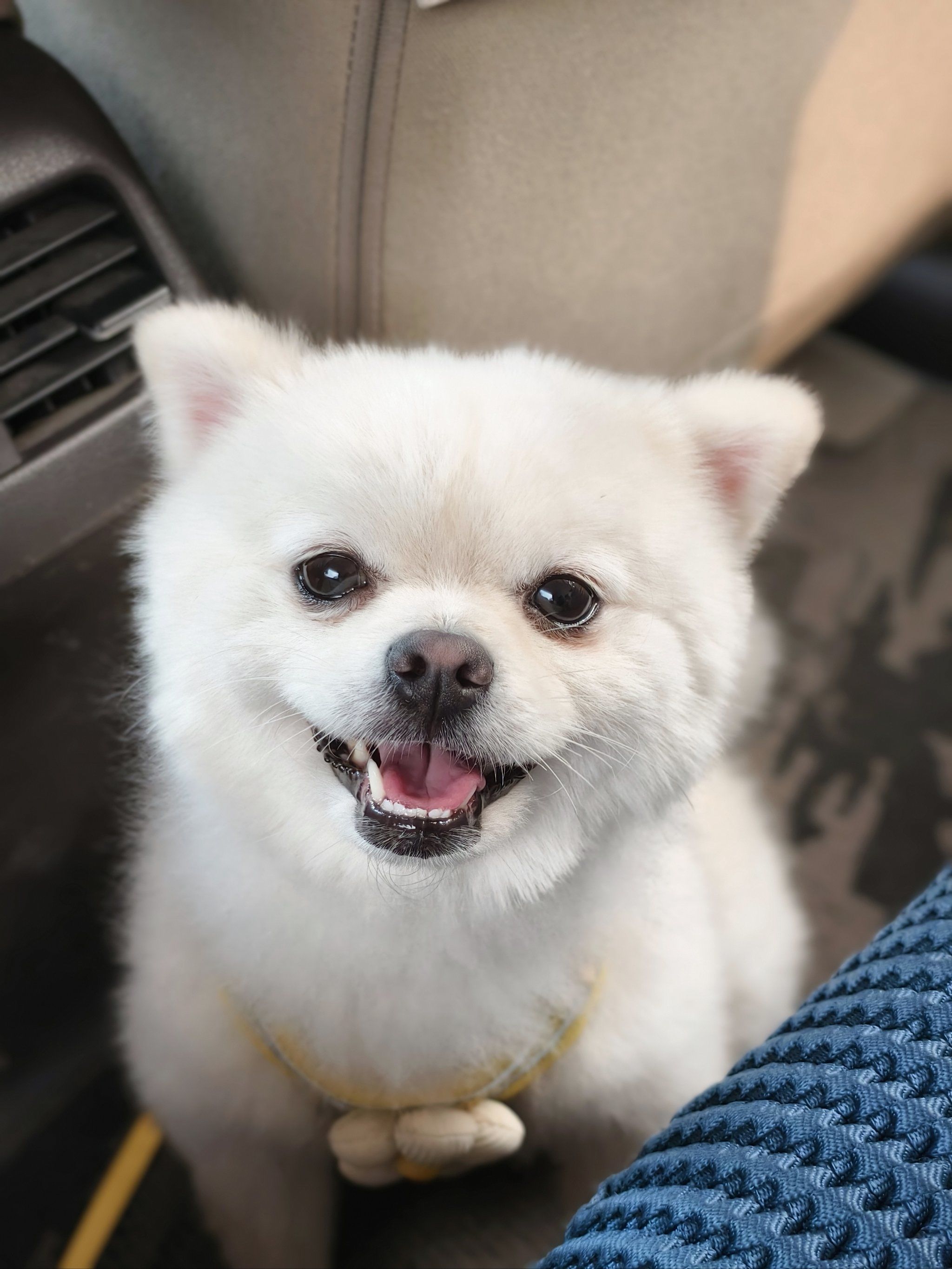 狗狗微笑攻势来袭
