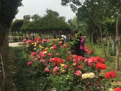 -武汉紫薇都市田园