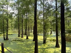 -池杉湖湿地公园