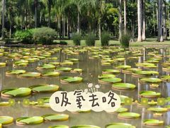 -中国科学院西双版纳热带植物园