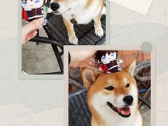 -柴犬高等学院·狗咖·柴犬售卖·宠物训练