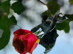 -人民公园(罗湖区)