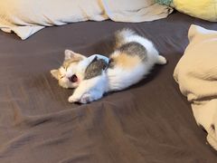 -Bastet sally猫舍购宠(静安店)