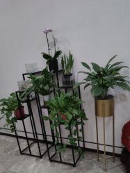 -加减美医美连锁品牌