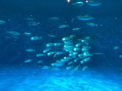 -鹿儿岛水族馆