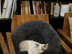 -吉丁鸟咖·异宠·寄养