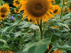 -长春公园(普阳街道)