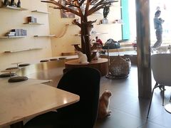 大堂-飞行喵MR PILOT|猫舍·猫咖(静安大融城店)