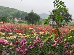 -龙寺生态园
