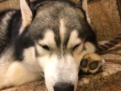 -more than meow吴止猫主题餐厅(承德 中船汇店)