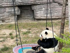 -石家庄市动物园