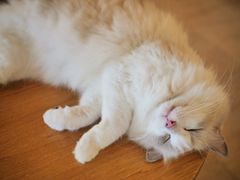 -猫咖时代(中山亭店)