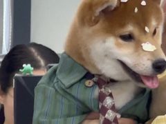 -翊宠yipet猫狗购宠庄园犬舍•猫舍