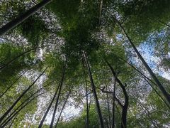 -上海佘山国家森林公园天马山园