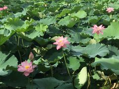 -高子水居