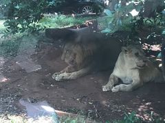 -海南热带野生动植物园