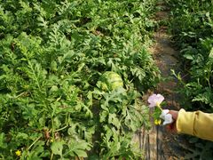 -前小桔亲子创意农场·草莓采摘·露营烧烤