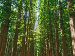 -日照海滨国家森林公园