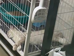 -瑞鹏宠物医院(大运分院)
