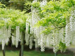 -上海滨江森林公园