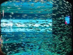 -瑞普利水族馆