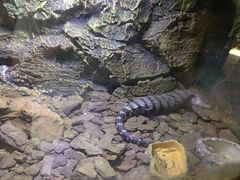 -海南热带野生动植物园