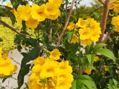 -深圳国际园林花卉博览园