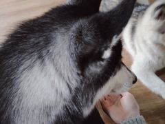 -Husky Go! 哈士奇体验馆·宠物咖啡厅狗咖