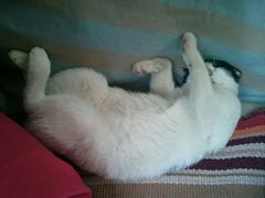 android_upload_pic-Sirena海妖日咖夜酒