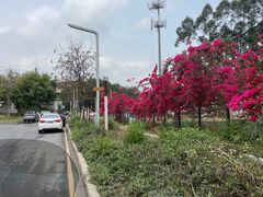 -光明小镇欢乐田园