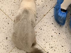 -猫域·湾主题猫咖·宠物吧(南坪城市广场店)