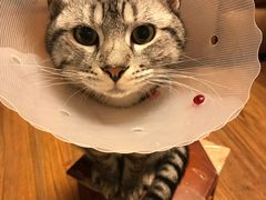 -康乐宝动物医院