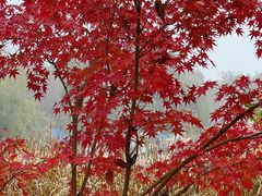 -大兴滨河森林公园