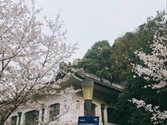 -武汉大学-樱园