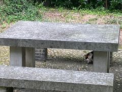 -上海佘山国家森林公园天马山园