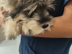 -宠物星动物医院·眼科·异宠·猫科(江南大道总院)