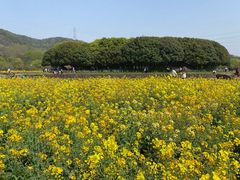 -八卦田遗址公园
