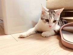 -Bastet sally猫舍购宠(静安店)
