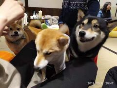 -逗柴咖啡屋·狗咖猫咖宠物桌游