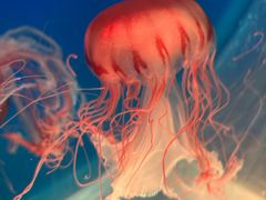 -萌宠奇缘(荣鼎店)