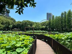-陈家山荷花公园
